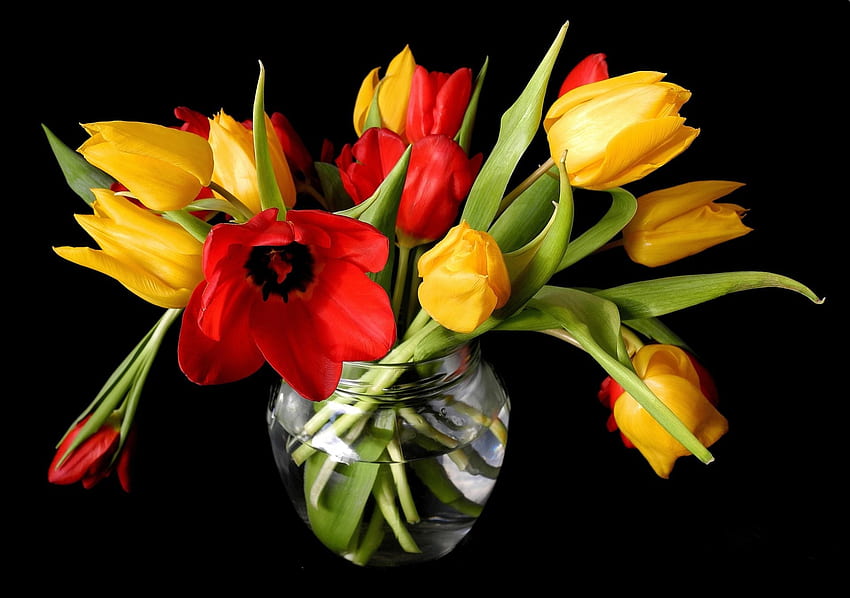 spring tulips yellow red vase flower buds black background HD wallpaper