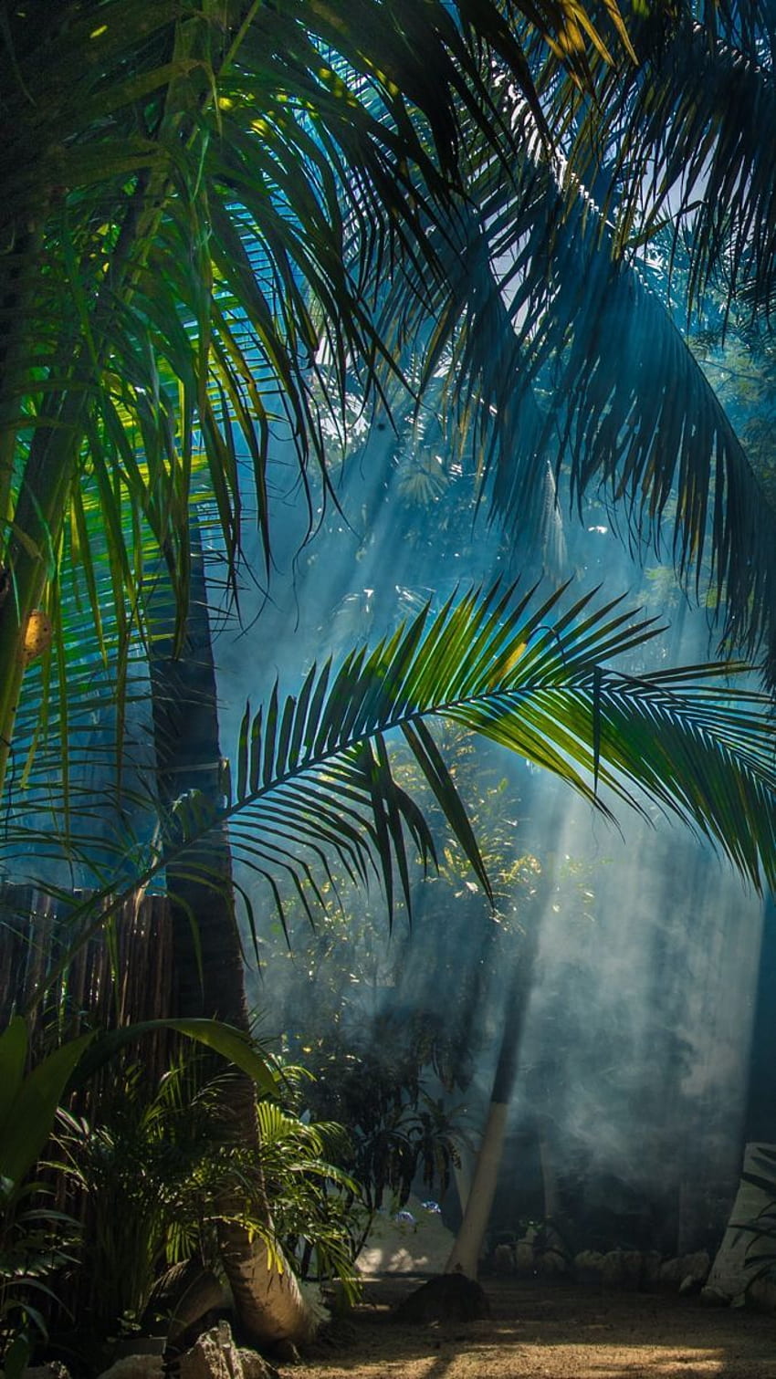 Dschungel, Dschungelstrand HD-Handy-Hintergrundbild