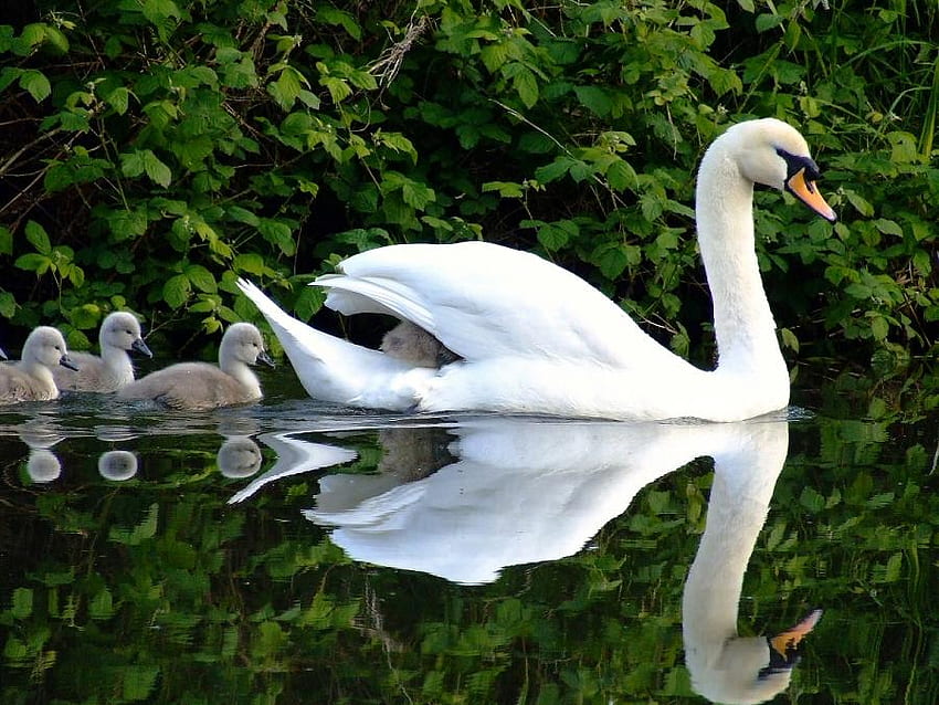 White grace, swim, follow, mother, chicks, swan, peaceful HD wallpaper