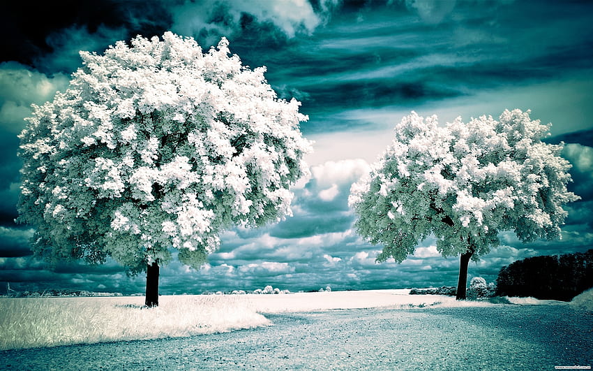 Page 5, landscape tree art HD wallpapers