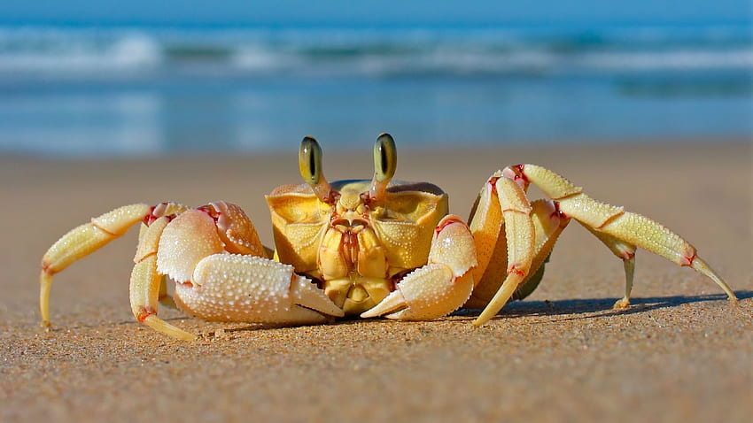 Crab Beach Sand Sea Animals HD wallpaper
