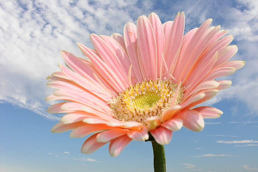 Với những màu sắc tươi sáng và những hình dáng độc đáo, hoa gerbera chính là biểu tượng cho sự hồn nhiên và vui tươi. Hãy cùng ngắm nhìn những hình ảnh tuyệt vời của hoa gerbera qua bộ sưu tập này.