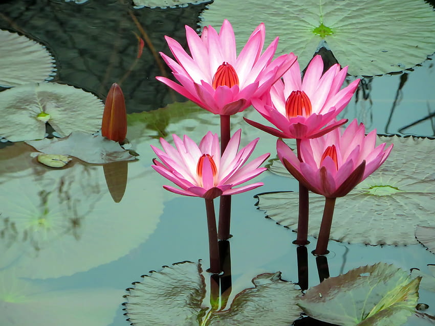 Fleurs, Eau, Lotus, Nénuphar Fond d'écran HD