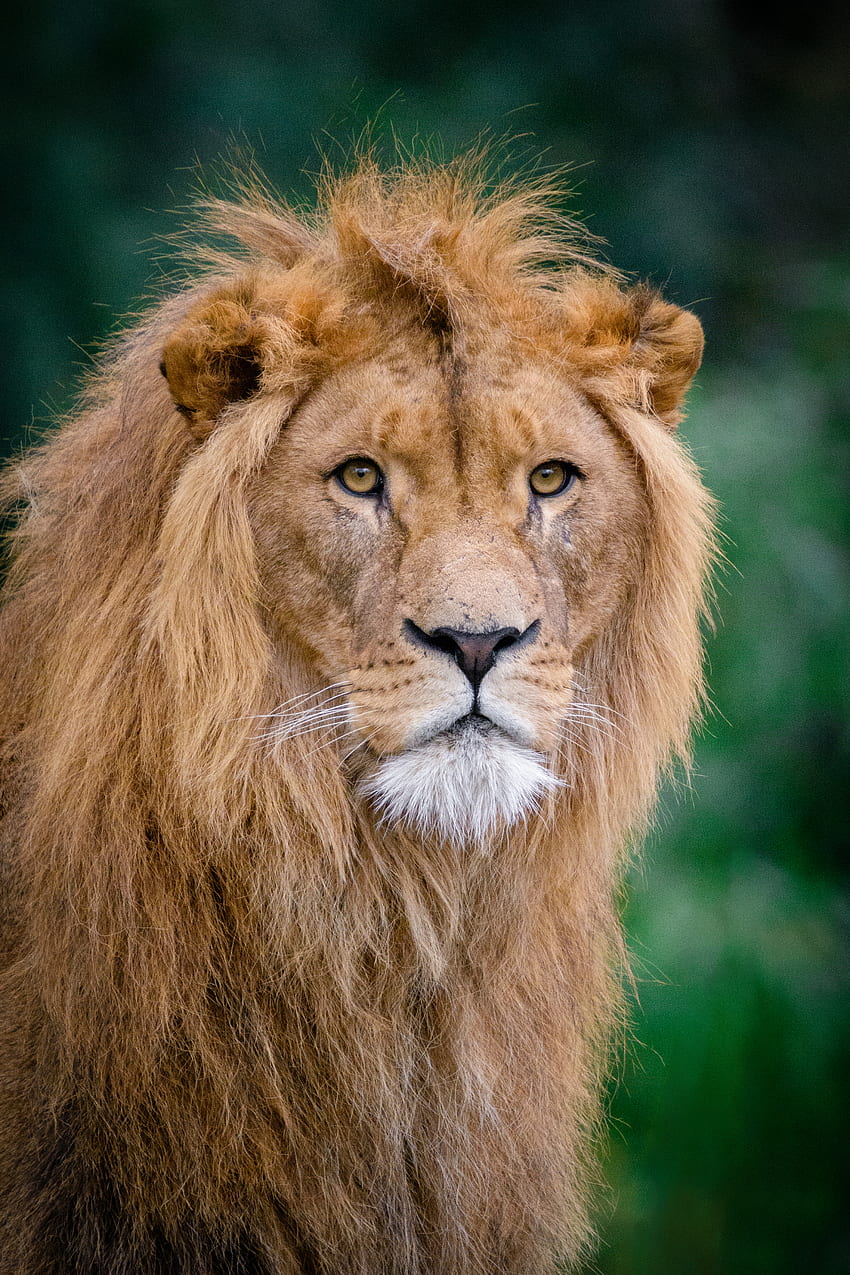 Tiere, Schnauze, Löwe, König der Bestien, König der Bestien HD-Handy-Hintergrundbild