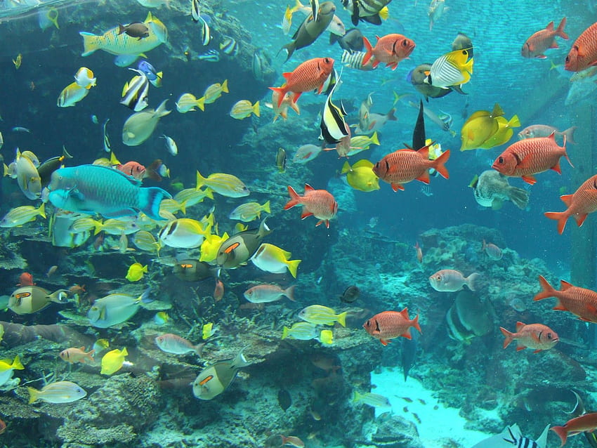 Nature Fish In Okinawa Churaumi Aquarium - HD wallpaper