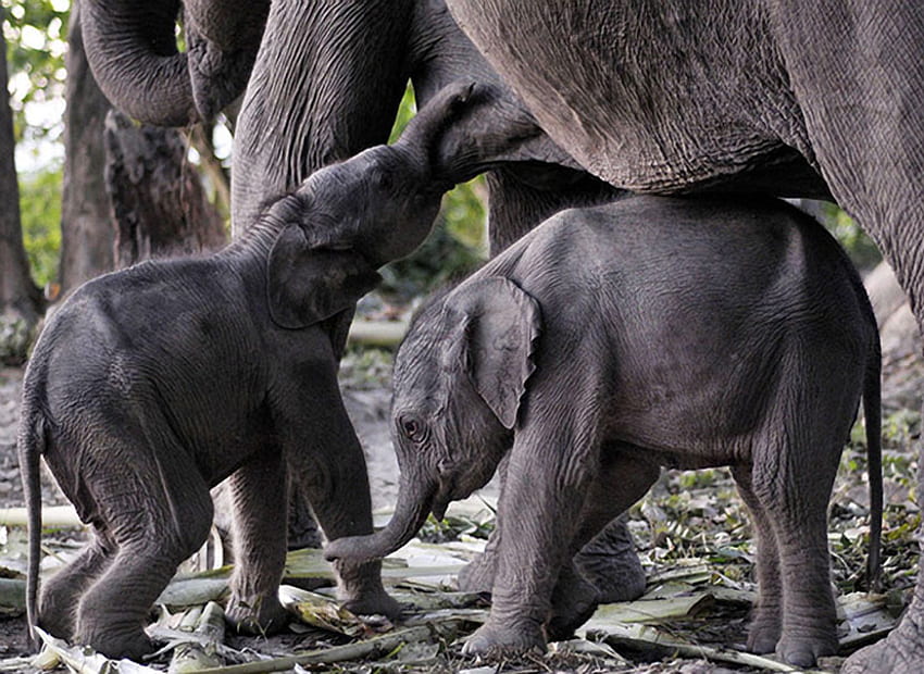 baby elephants, africa, elephants, baby, mother, wild HD wallpaper