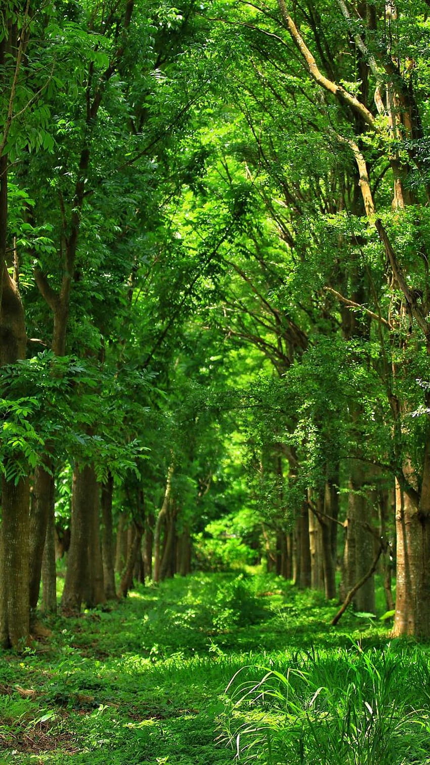 del telefono della foresta per . Natura verde, fresco della natura, foresta, bellissima foresta verde Sfondo del telefono HD