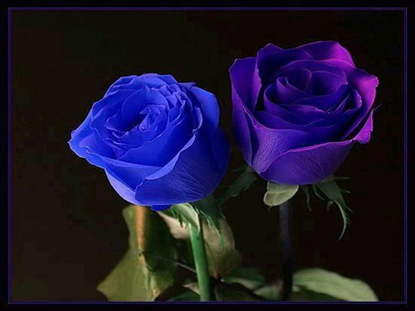 青と紫のバラ、青、バラ、紫、淡い緑の葉 高画質の壁紙