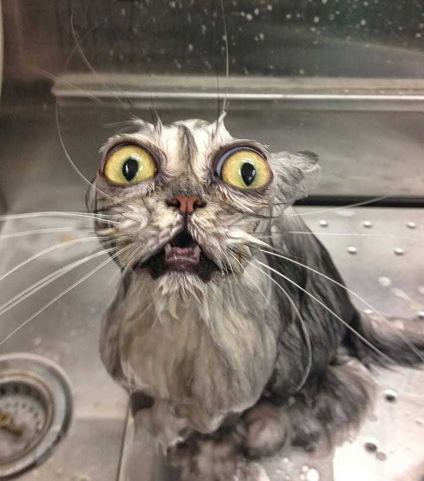 Zabawne z mokrych kotów, dziwny kot Tapeta na telefon HD