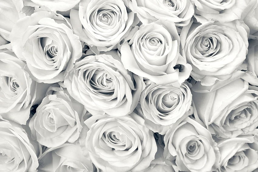 Rose Per Pareti Bianco Rosso - Rose Bianche, Estetica Rosa Bianca Sfondo HD