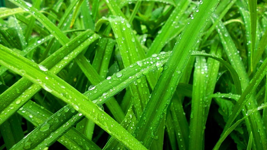 Spring Grass Water Color Rain Nature Drops Seasons Green Computer - - Background HD wallpaper