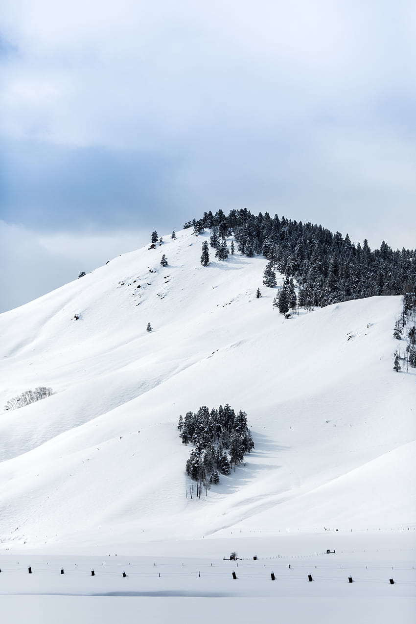 Zima, natura, drzewa, góry, śnieg, wierzchołek, góra Tapeta na telefon HD
