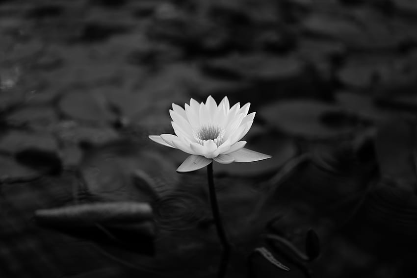 Flowers, Leaves, Lotus, Bw, Chb, Water Lily HD wallpaper