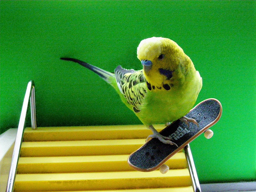 papuga papużka falista papuga ptak tropikalny 38 JPG [] na telefon komórkowy i tablet. Poznaj papugę. Ptak na ściany, wzór ptaka, duży niebieski ptak Tapeta HD