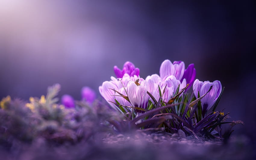 ดอกไม้ฤดูใบไม้ผลิ หญ้าฝรั่น มาโคร โบเก้ ดอกโครคัส ฤดูใบไม้ผลิ วอลล์เปเปอร์ HD