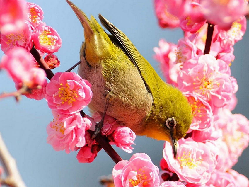 Uccelli stagione primaverile, stagione, uccelli, fiori, primavera, albero Sfondo HD