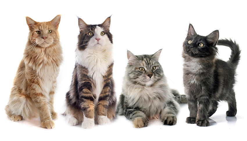Kucing, binatang, pisica, kucing, maine coon Wallpaper HD