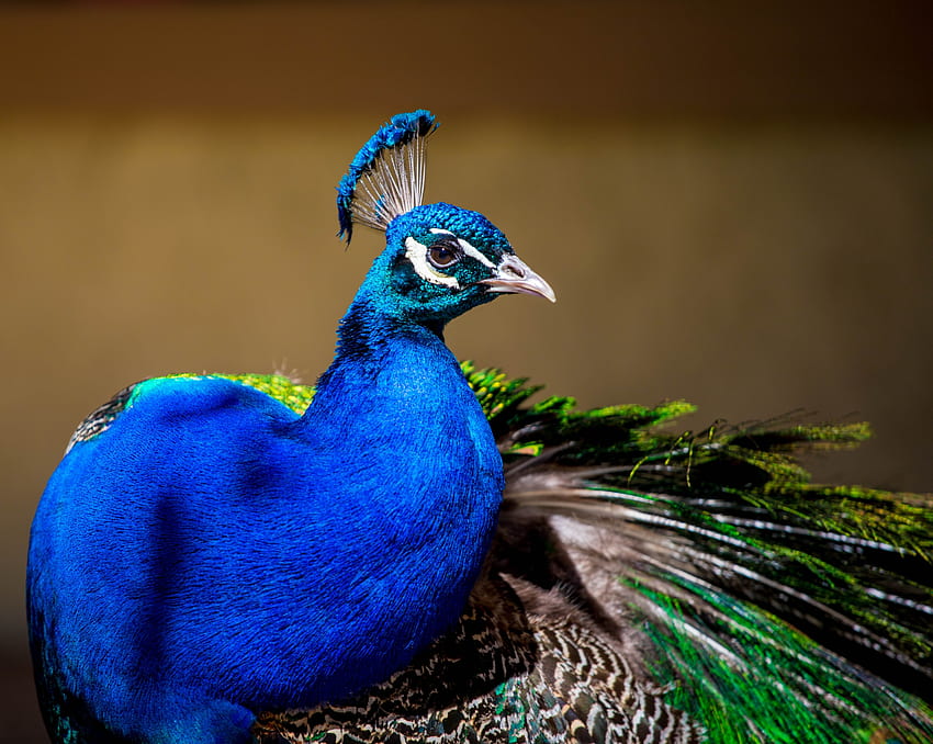 Peacock, colorful bird, plumage HD wallpaper
