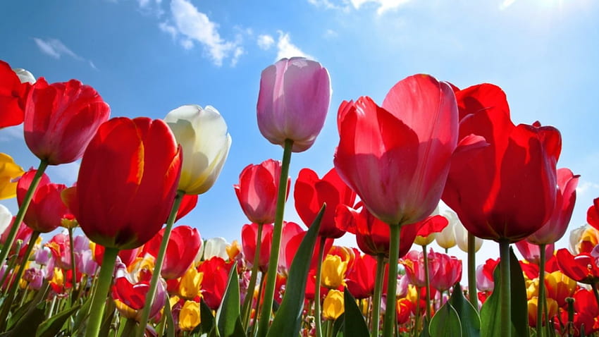 Tulip Fields, pretty, cute, nature, flowers, tulips HD wallpaper
