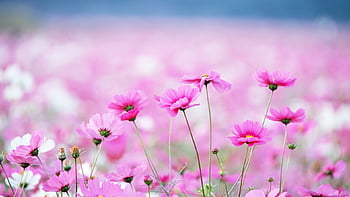 40+ Wildflower HD Wallpapers and Backgrounds