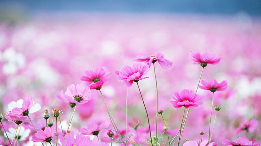Et Fond D Écran Printemps Fleurs - Field Of Pink Wildflowers - HD wallpaper