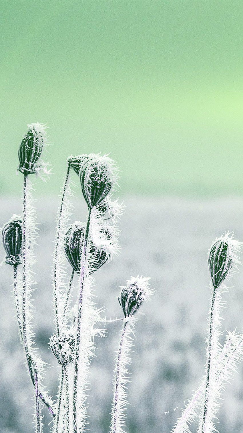 Green, fields, snow, grass, cornfield, Green Winter HD phone wallpaper