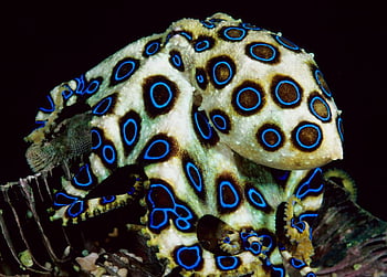 Blueringed octopus  Wikipedia