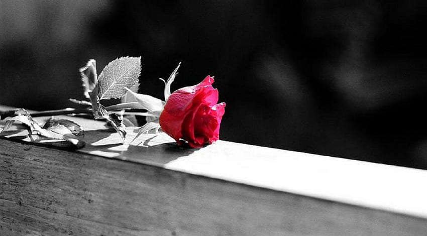 A Rose for You, rose, flower, black and white, red, for you HD wallpaper