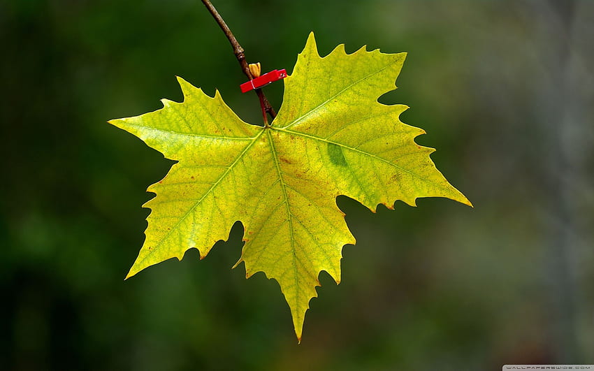 Maple Leaf Fall ❤ for Ultra, Maple Leaves HD wallpaper