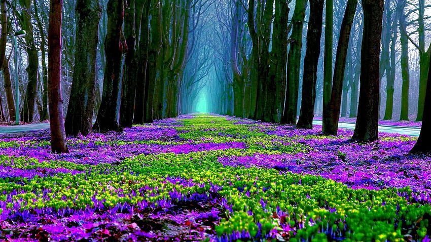 couverture facebook nature printemps - fond d'écran de la nature et des fleurs - HD-Hintergrundbild