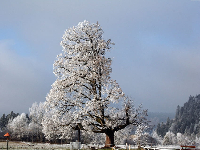 Winter, Nature, Snow, Wood, Tree, Krone, Crown, Branches, Half HD wallpaper