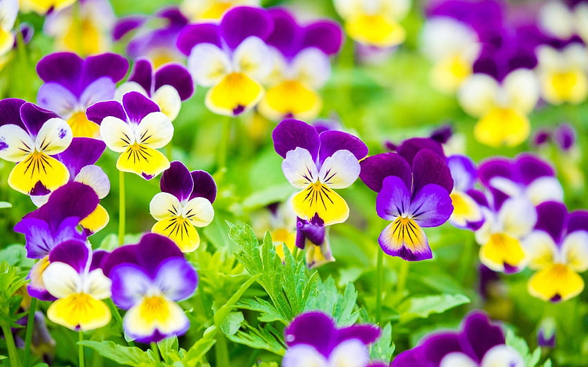Pansies, pansy, purple, viola tricolor, panseluta, yellow, flower, green, spring HD wallpaper