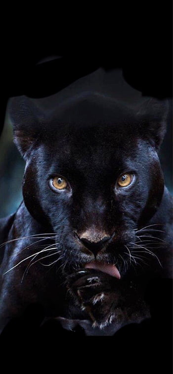 Latest Black panther marvel iPhone HD Wallpapers  iLikeWallpaper