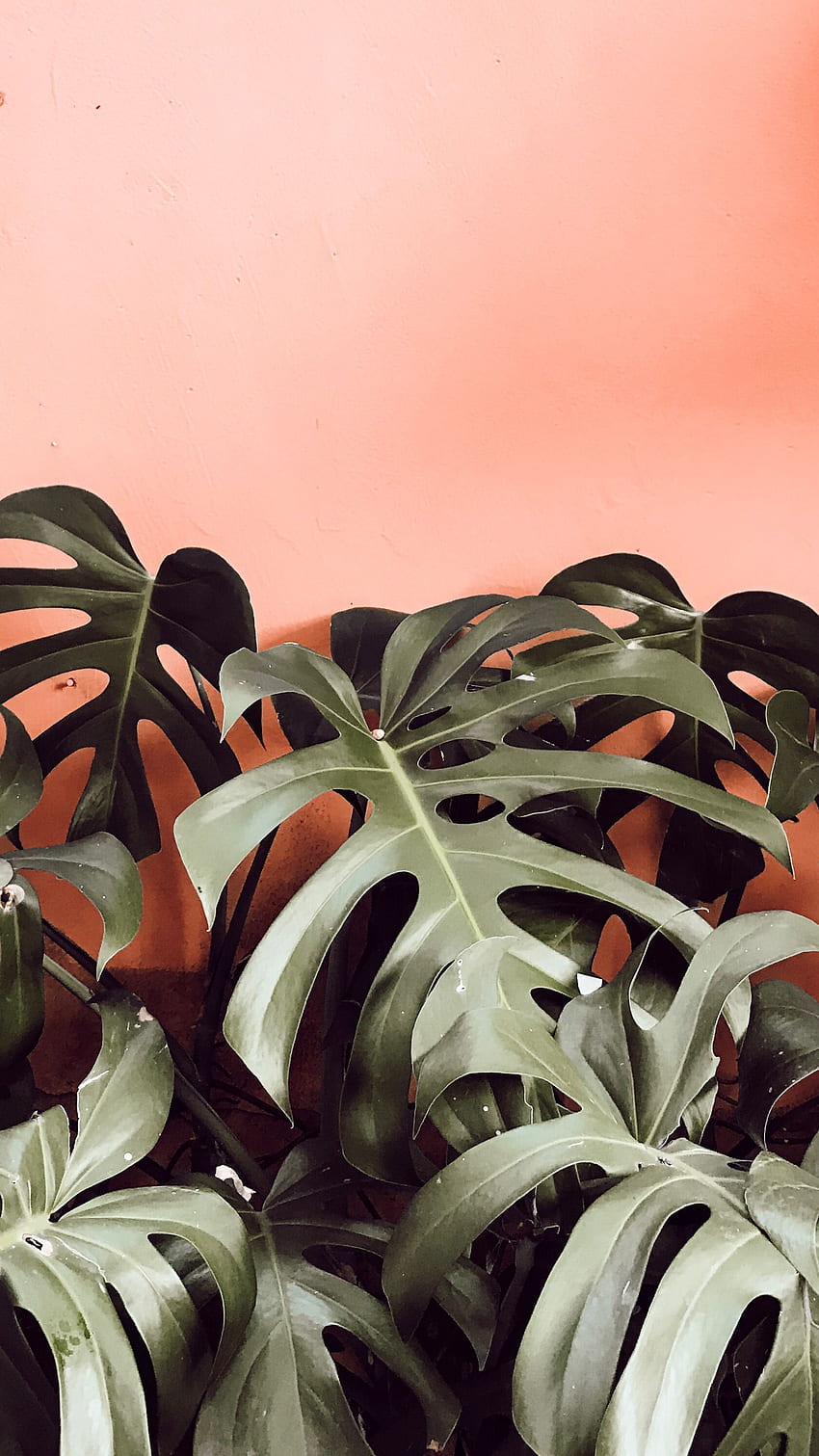 Contraste verde e coral (criado por. Plant , Tropical , Plant background, Monstera iPhone HD phone wallpaper