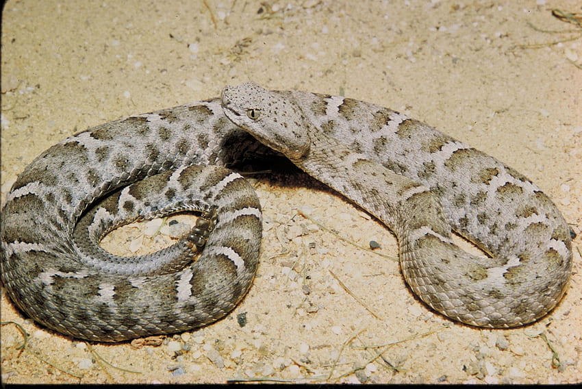 MEXICAN-RIDGED-NOSED RATTLE SNAKE, SNAKE, RATTLERSNAKE, SCALES, DEADLY, BROWN HD wallpaper