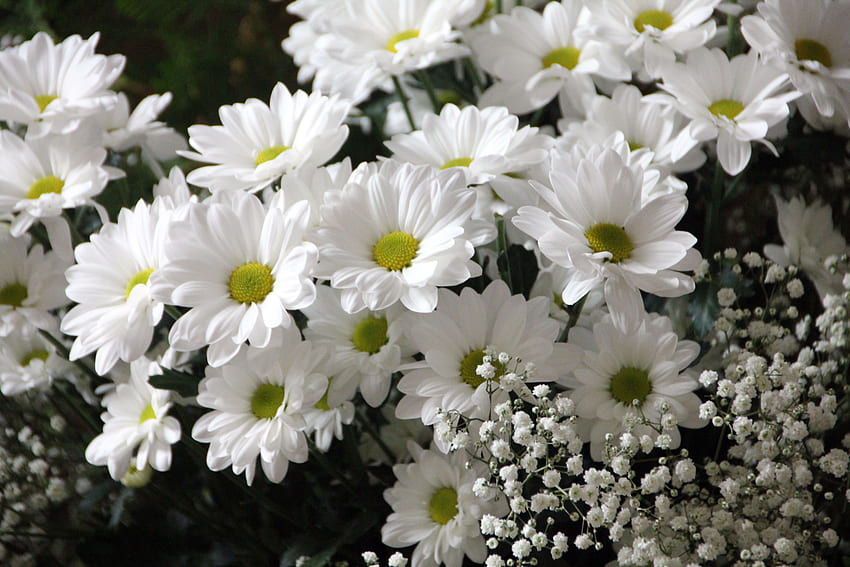 흰 데이지 꽃 하얀 아기의 숨결 꽃 · 스톡, Gypsophila HD 월페이퍼