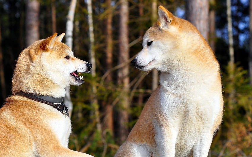 Animals, Dogs, Couple, Pair, Entertainment, Akita Inu HD wallpaper