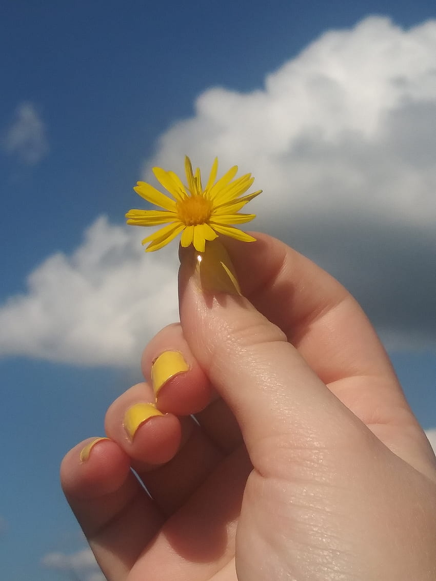 Pretty Flower, aesthetic, cloud, sky, yellow HD phone wallpaper