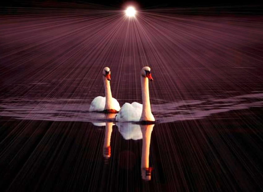 Beautiful Swans , swans, beautiful HD wallpaper