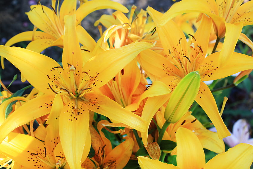 Flowers, Lilies, Bud, Stamens HD wallpaper | Pxfuel