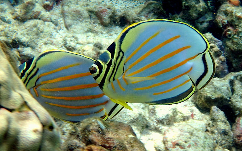 Ornate Butterfly Fish, Fisch, verziert, Wasser, Schmetterling HD-Hintergrundbild