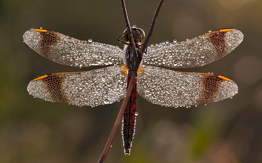 Dragonfly, natura, błędy, owady Tapeta HD