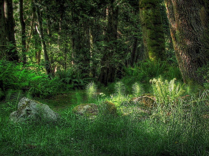 Natura, trawa, skała, połysk, światło, paproć, las, roślinność, kamień Tapeta HD