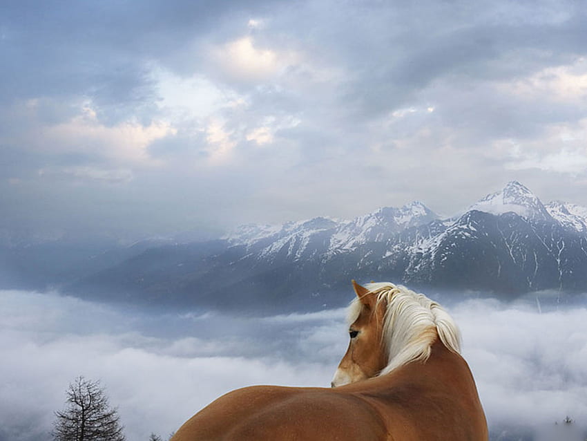 Caballo con vista, palamino, blanco, marrón, cielo, montañas, nubes, árbol fondo de pantalla