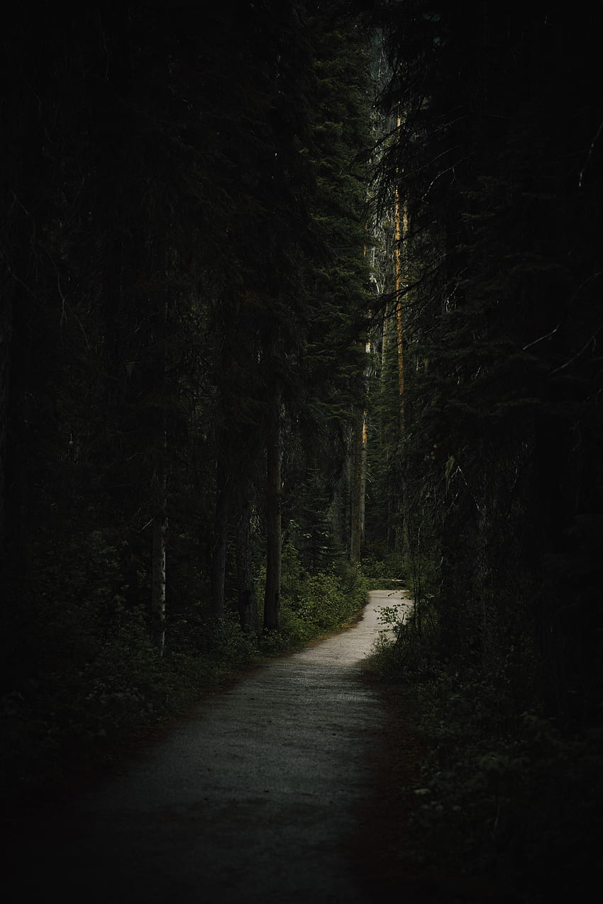 Naturaleza, árboles, oscuro, bosque, camino fondo de pantalla del teléfono