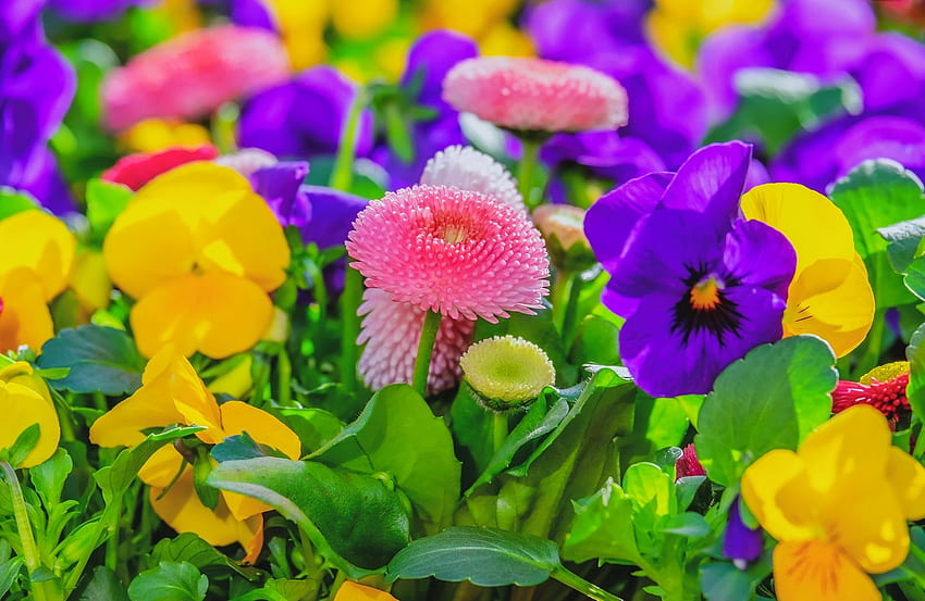 Gartenblumen, bunt, Garten, schön, Frühling, Park, Stiefmütterchen, hübsch, Frische, Blumen HD-Hintergrundbild