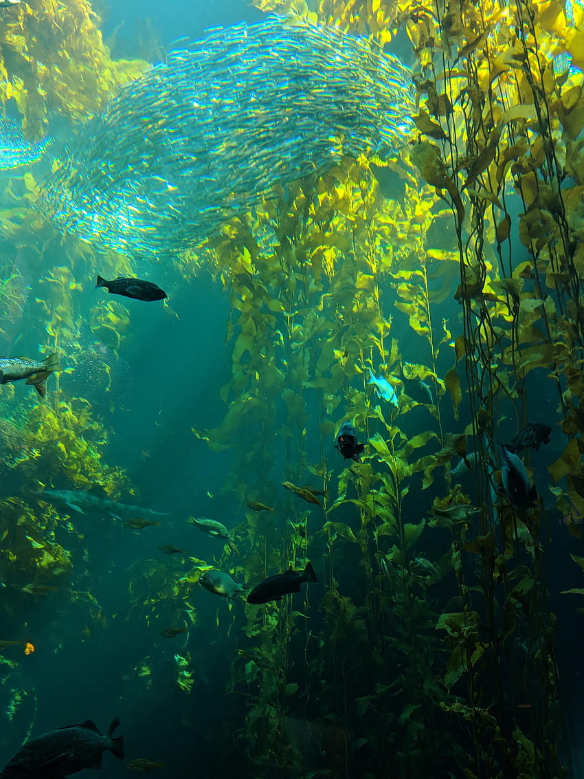 モントレー ベイ水族館のケルプ フォレスト。 水中撮影海、水中撮影プール、水中撮影、海藻 HD電話の壁紙