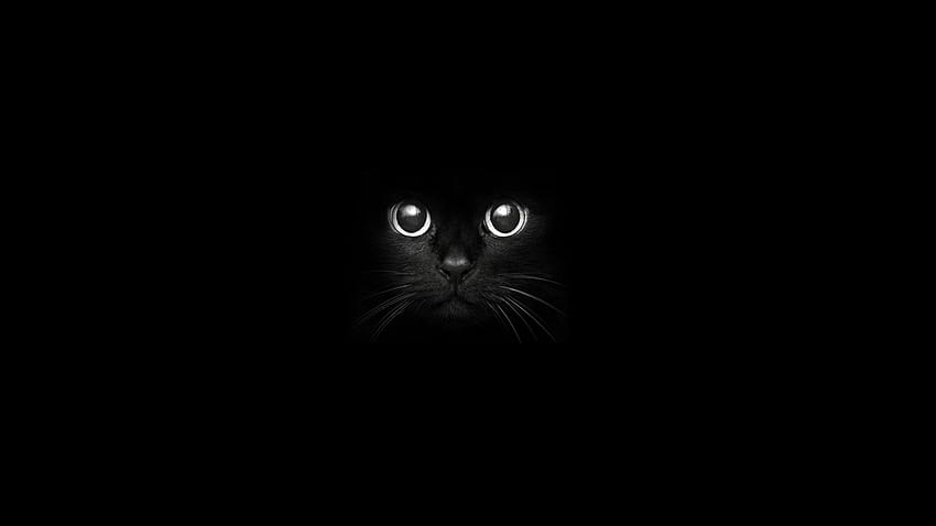 negro, gato, monocromo, minimalismo, Gato negro, oscuridad, captura de , computadora, blanco y negro, grafía monocromática. Mocah, gato minimalista fondo de pantalla