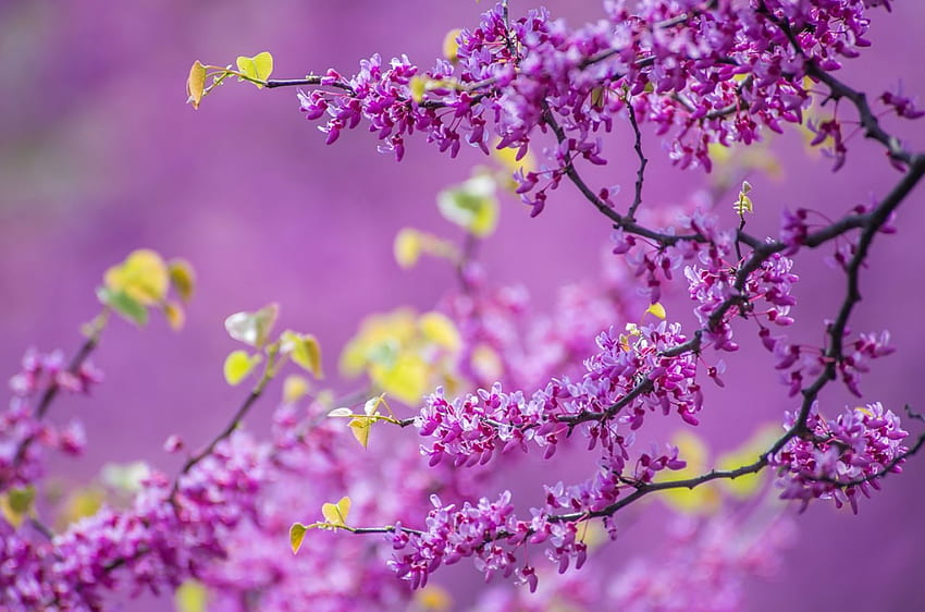 Printemps, avril, floraison, beau, printemps, parfum, mai, fleurs, fraîcheur, branches, fleurs, nature, parfum Fond d'écran HD
