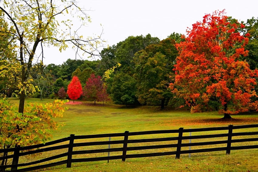 Herbstzaun, Zaun, Natur, Herbst, Bäume HD-Hintergrundbild